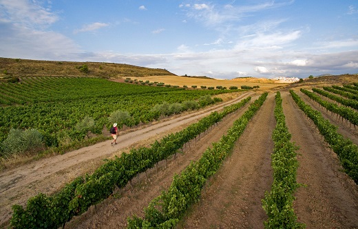 Ruta del Vino de Navarra. Rutas del vino de España